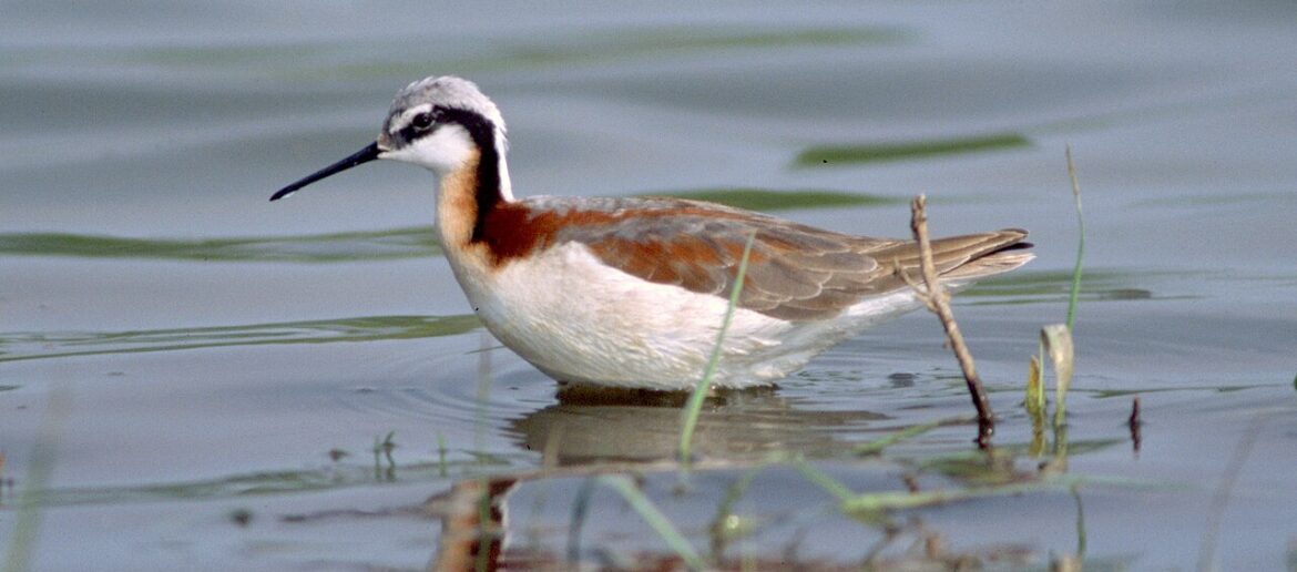 Phalarope de Wilson