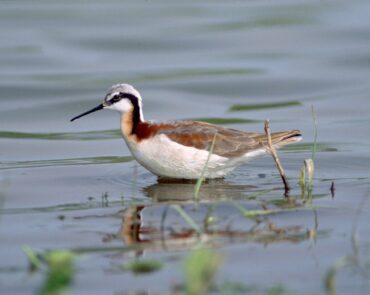 Phalarope de Wilson