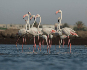 Flamants roses