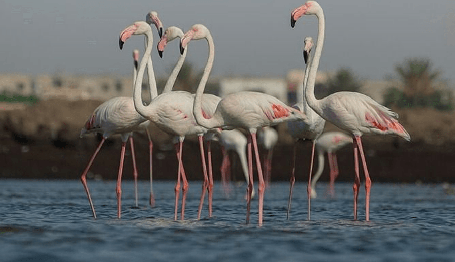 Flamants roses